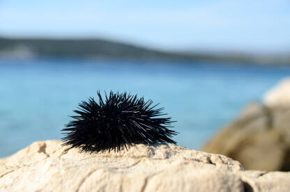 Morski jež. Crni jež sa bodljama pored mora. Morske životinje.