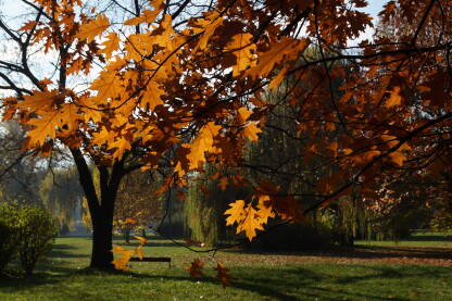 Na fotografiji se nalazi dio parka, klupa, drvo, grana sa žutocrvenim lišćem koje je u fokusu. Fotografija nastala u jesen 2021 godine.