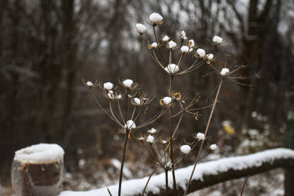 Snijeg na biljci