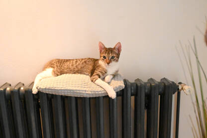 Mačka spava na radijatoru. Pospana mačka se grije na radijatoru u kući. Slatko mače leži na radijatoru u sobi.