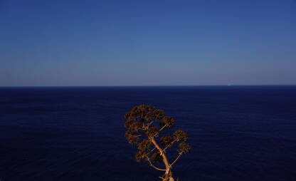 Prikaz drveta nad otvorenim morem.