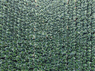 Kupus u polju. Zeleni i svježi listovi kupusa koji raste na navodnjavanom polju, snimak dronom. Organski kupus spreman za berbu.