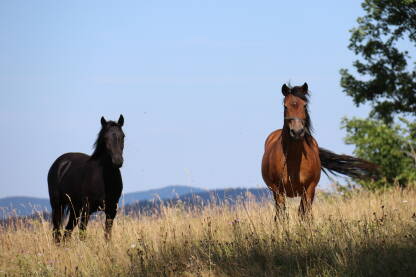 Konji u prirodi u blizini Jajca, Općina Dobretići (Pougarje)