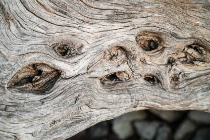 Stara maslina u prirodi, izbliza. Napukla kora drveta. Detalj kore stare masline u masliniku.