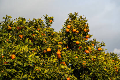 Mandarine raste na grani u voćnjaku. Zrele mandarine na drvetu spremne za berbu. Svježe i organsko voće. Plantaža mandarina. Proizvodnja hrane.