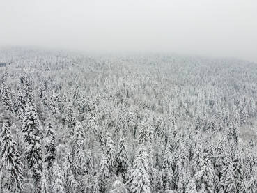 Šuma prekrivena snijegom, snimak dronom. Drveće u šumi prekriveneo snijegom. Smrče i borovi prekriveni snijegom na planini.