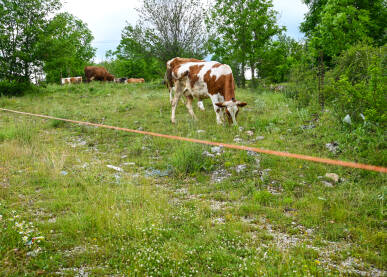 "Električni čoban" u polju. Grupa krava na pašnjaku iza električne žice. Električna ograda na livadi.