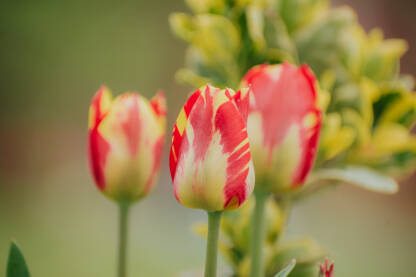 Cvijece tulipani,Holandski tulipani.