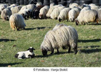 Stado ovaca na ispaši. Ovce u prirodi.