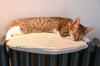 Mačka spava na radijatoru. Pospana mačić se grije na radijatoru.