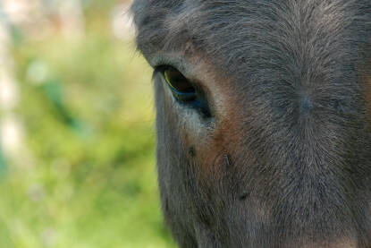 Portret magarca. Glava i oko magarca na selu.