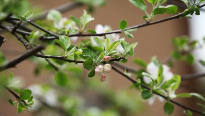 Pupoljak na grani roze bele boje i zeleni listovi na grancicama jabuke