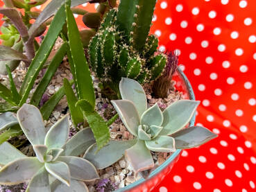 Cvijeće posađeno u staklenu posudu. Mali vrt u kući. Kaktus, aloe vera i čuvarkuća u terarijumu. Retro crvena pozadina s bijelim tačkama.