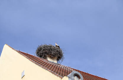 Roda u gnijezdu na krovu kuće. Ptice.