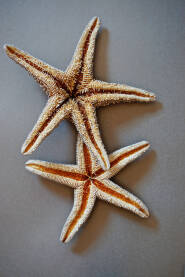 Dvije morske zvijezde na jednobojnoj pozadini.