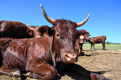 Farma krava u prirodi. Krave, bikovi i telad. Stado smeđih krava na pašnjaku u prirodi. Krave na ispaši.