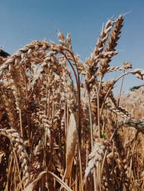Polje pšenice obasjano suncem