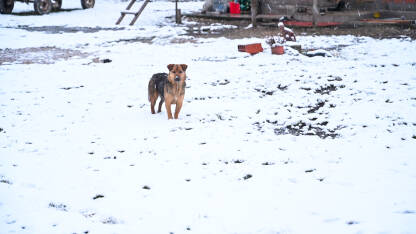 Tužan i mršav napušteni pas u selu tokom zime. Gladni napušteni pas u prirodi.