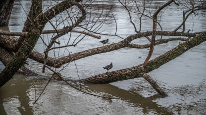 Poplava u gradu Bihaću