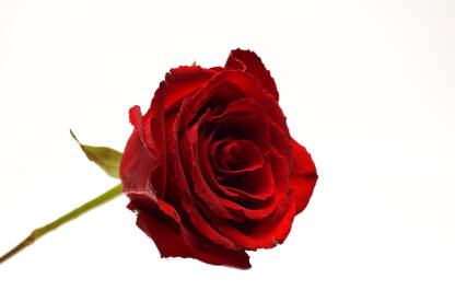 Crvena ruža na bijeloj podlozi