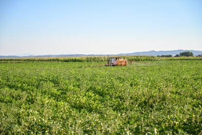 Traktor raspršuje kemikalije u polju soje. Traktor gnoji polje tokom zalazaska sunca.