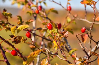 Sočni, zreli, svježi, crveni šipak. Plodovi jeseni.