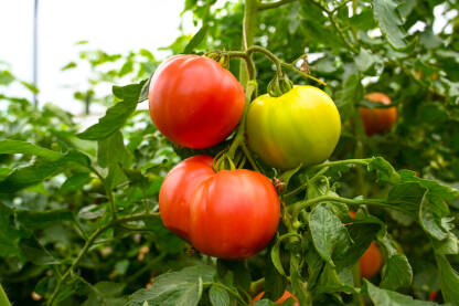 Crvene i zelene rajčice rastu na grmu u stakleniku. Paradajz u plasteniku, krupni plan. Organsko povrće. Poljoprivreda.
