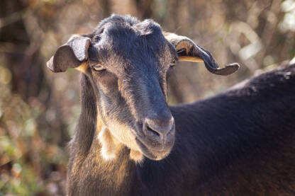 Domaća smeđa koza na ispaši.