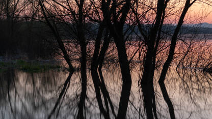 Siluete drveća u vodi, poplavljena obala rijeke save u sumrak