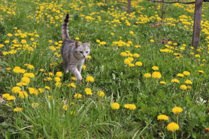 Macka koja se seta po livadi punoj rascvjetalih maslacaka