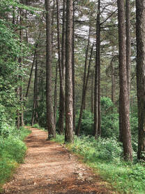 Put, drveće, šuma.