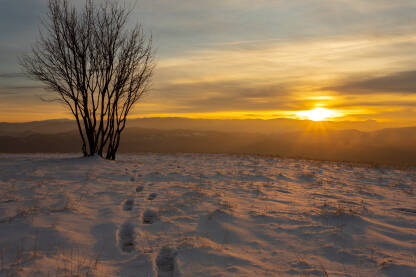 Grm lijeske na vrhu brda u snijegu u vrijeme zalaska sunca