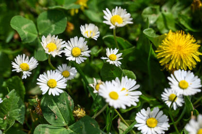 Livada puna cvijeća u proljeće. Trava i cvijeće rastu u parku. Žuto i bijelo cvijeće u prirodi. Maslačak i tratinčica.