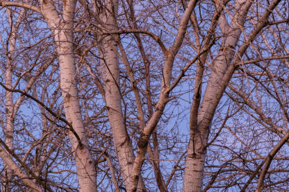 Krošnja drveta topole bez lista naspram plavog neba u sumrak