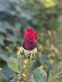 Proljetni pupoljak crvene ruže na zelenoj livadi