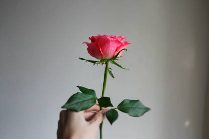 Jedna roza ruža u ruci