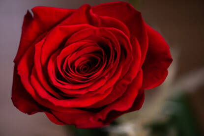 Makro fotografija crvene ruže