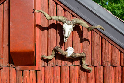 Rogovi ovna na lobanji na drvenim vratima. Ovnovi rogovi na farmi.