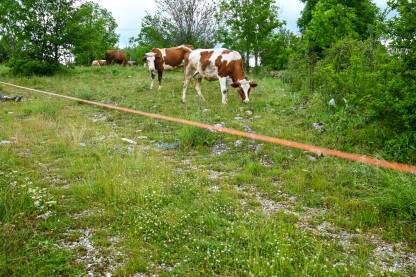 "Električni čoban" u polju. Grupa krava na pašnjaku iza električne žice. Električna ograda na livadi.