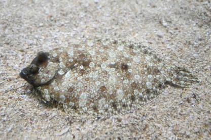 Riba iverak u pijesku na dnu mora.