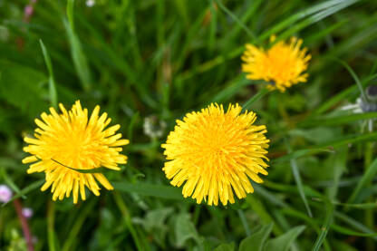 Cvijeće maslačka na polju, pogled odozgo. Cvjetanje žutih cvjetova maslačka na livadi na sunčan proljetni dan.