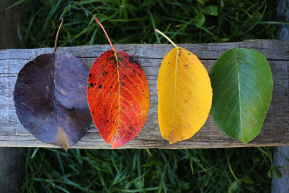 Četiri boje lista u jesen