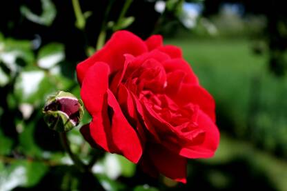Cvijet crvene ruže