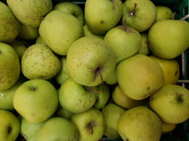 Jabuke sorte zlatni delišes u gajbi na polici u marketu; zeleno - žute jabuke za prodaju;