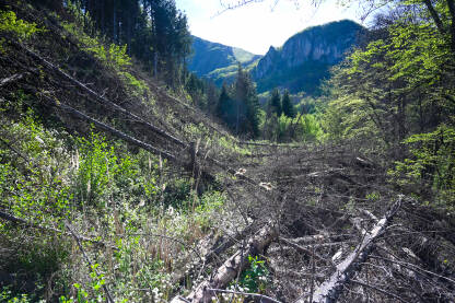 Posječena stabla u šumi. Mnogo posječenih borova na planini.