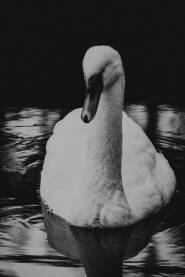 crno bijela fotogracija labuda