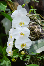Orhideja u bašti
