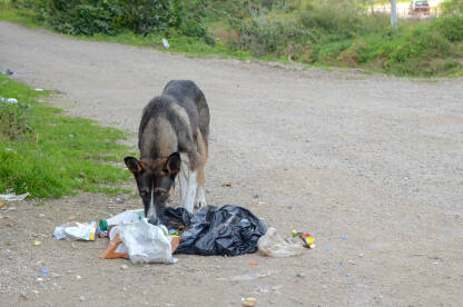 Gladni i napušteni pas traži hranu u smeću. Napušteni psi u prirodi.