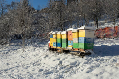 Raznobojni pčelinji sanduci na livadi u snijegu, zimovanje pčela, pčelarenje