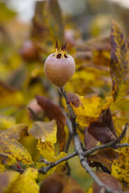 Voće, mušmule na grani u jesen